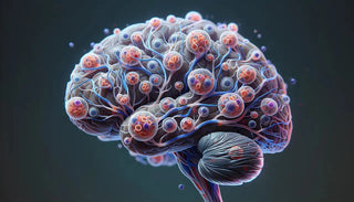 What-Role-Does-Stem-Cell-Release-Play-in-Enhancing-Cognitive-Support Cellregen UK